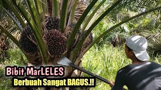 BIKIN HERAN ! Panen Sawit Bibit Cabutan Berbuah Sangat Bagus