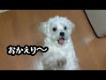 【朝の一コマ】マルチーズのお出迎え