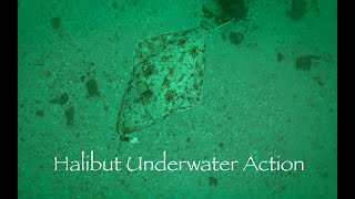 Halibut Underwater Action