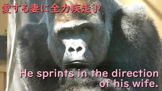 Gorilla Momotaro sprints in the direction of his beloved wife.Genki is surprised.【kyotocityzoo】