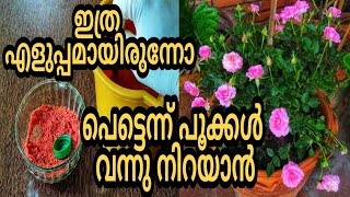 മാറ്റം കണ്ടറിയാം | Top 1 Rose Gardening Secret Tips Malayalam