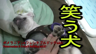 ﾎﾟﾒ\u0026ﾌﾚﾌﾞﾙ67 笑う犬　Dog of the smiling face