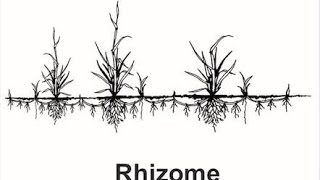 15. The Post-Post-Modern Rhizomatic