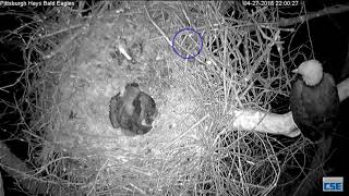 Hays Nest - Hays Eagles - Intruder: Rat Snake - 4-27-18