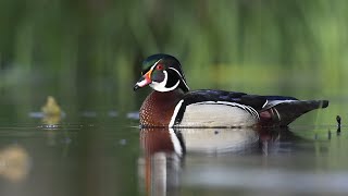 Wood Ducks on a Pond in the Evening