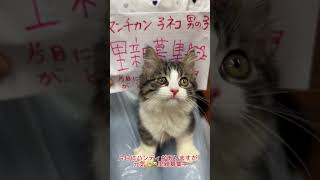 片目にハンディがありますが、元気💪‼️#里親募集中子猫アゴはネコ  #保護猫