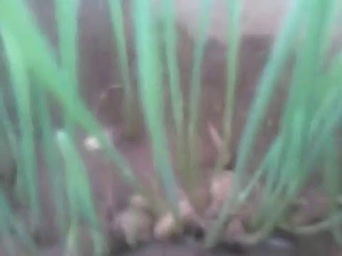 Wheat Grass at home Wheat Grass at home