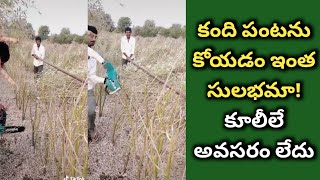 Redgram easy harvesting method | కంది పంటను సులభంగా కోసే విధానము | కూలీలే అవసరం లేదు.