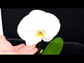 do you remember the phalaenopsis singolo orchid