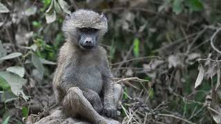 Young Baboon in Tanzania