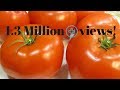 Best way to store TOMATOES for months (No cook method)|Poonam's Kitchen