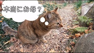 公園にいたのが滅多に来ない母だと分かって安心する娘猫