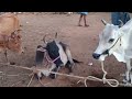 வள்ளியூர் மாடு சந்தை. 19 10 2024. valliyoor cow market