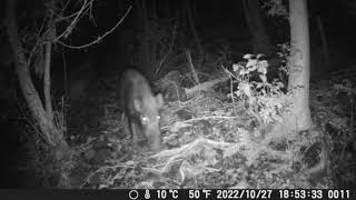 野生のイノシシがトレイルカメラに映りました