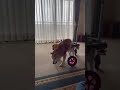 2021.05.18「はな工房」の犬用車椅子　埼玉県　柴犬　こんちゃん♪