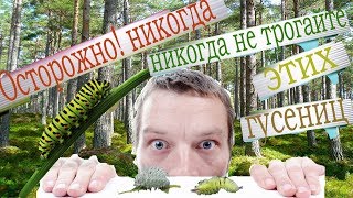 Осторожно! Никогда,Никогда  не трогайте этих гусениц!