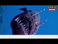 ghostly black seadevil anglerfish गहरे समुद्र का दुर्लभ शिकारी