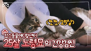 ''25살'' 노묘 쪼쪼의 건강 상태는? 노령고양이 건강검진 자세히 보기🐈 | 98년생 고양이 장수 묘르신 기 받아가세요~