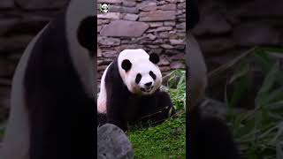 盘点福宝打喷嚏时的高光时刻#熊猫 #fubao #푸바오 #福宝 #panda