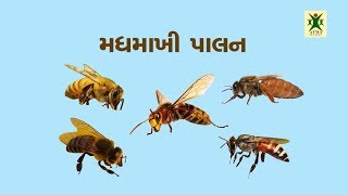 Honey Bee_ Package of Practices