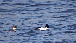 Smew (display) - Loch Ore - Fife - 03/03/2020