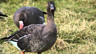 WWT Slimbridge: Tundra bean goose with Russian white-fronted geese