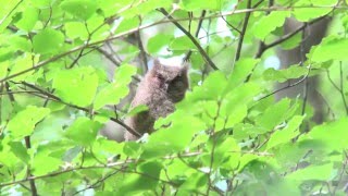 オオコノハズク（1）親の呼ぶ声に雛も鳴く - Sunda Scops-owl - Wild Bird - 野鳥 動画図鑑