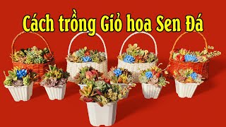 HƯỚNG DẪN TỰ TRỒNG GIỎ HOA SEN ĐÁ TẠI NHÀ CHƠI TẾT 2025