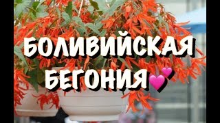 РОСКОШНЫЕ АМПЕЛЬНЫЕ БЕГОНИИ   ЦАРСКОЕ УКРАШЕНИЕ САДА!