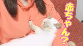 [保護子猫]お腹いっぱいになったり眠くなると赤ちゃん化する子猫がかわいい！