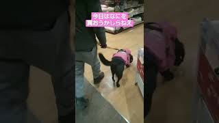 犬の買い物に付き合ってみた『犬チューバーのウキウキショッピング』 #元気が出る動画 #shorts #dog #名曲