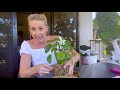 how to wrap a kokedama re wrap a kokedama twine indoor plant