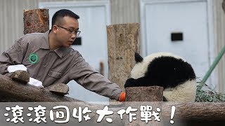 《超萌滾滾秀》第一百三十三期：滾滾回收大作戰！ | iPanda熊貓頻道