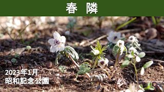 春隣「 昭和記念公園」2023