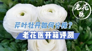 【开箱评测033】19.8的芹叶牡丹（花毛茛）苗情很棒！分株换土实战教学！Unboxing Persian Buttercup for 19.8RMB with seperate repotting！