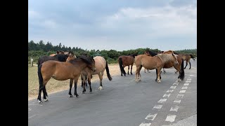 Radio check in the New Forest