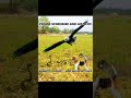 Snake vs dog and Eagle attack New video|Snake 🐍v/s Dog 🐩 #Shorts #dog