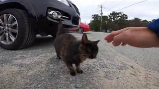 車の下から恐る恐る出てくる野良猫