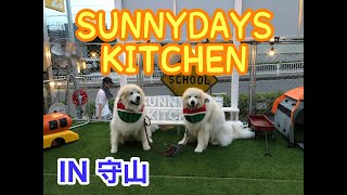 SUNNYDAYS  KITCHEN   守山　夜遊び　雷我と陽我　グレートピレニーズ