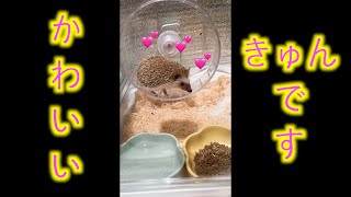 うちのハリネズミ🦔は常寝てて可愛いです【ハリネズミ】