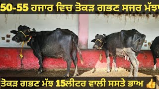 ਤੋਕੜ ਗਭਣ ਅਤੇ ਸਜਰ ਮੱਝਾ ਸਸਤੇ ਭਾਅ। Buffalo for sale/vadiya farm/4-1-25