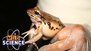 Battling one of the fastest species declines on record | Wild Science