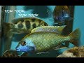 How to breed African Cichlids part 5 