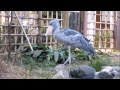 shoebill、草引きで池ポチャ、ハシビロコウ