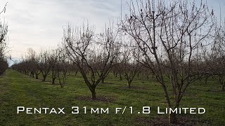 Full review: HD PENTAX-FA 31mmF1.8 Limited