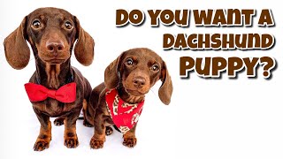 DACHSHUNDS: 10 Things to Know Before Getting a Dachshund Puppy