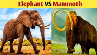 हाथी और मैमथ की लडा़ई में कौन जीतेगा | Elephant Vs Mammoth | Animal Facts | #shorts