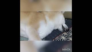 【 柴犬こてつ 】ピクピクして寝言？も言いながら爆睡した子♪　Shiba Inu Kotetsu