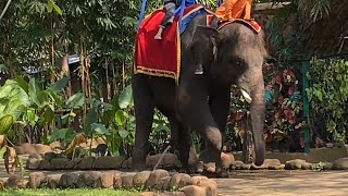 Lucu Banget Gajah Pipis Saat Beraksi