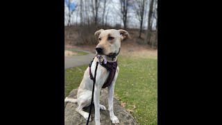 Lainie - 1 yr old Lab/Greyhound - 2 Week Board and Train - Before/After Video